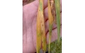 Ацерия тритици - переносчик вируса желтой мозаики озимой пшеницы - Image preview 2