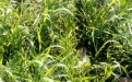 Арбалет, СЭ- гербицид для зерновых культур - Image preview 1