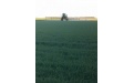В Омской области превышен порог вредоносности по пшеничному трипсу - Image preview 1