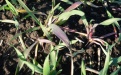 Цикадки - опасные переносчики вирусных заболеваний озимой пшеницы. - Image preview 2