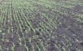 Состояние озимой пшеницы в Ростовской области - Image preview 1