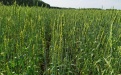 Комплексная система защиты яровой пшеницы в Новосибирской области - Image preview 1