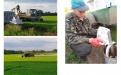 Комплексная система защиты яровой пшеницы в Новосибирской области - Image preview 2
