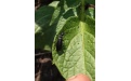 Шпанка черноголовая- вредитель и ядовитый жук - Image preview 1