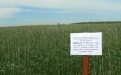 Эффективность средств защиты растений на яровой пшенице Альбидум 32 - Image preview 1