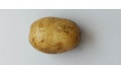 Ранний сорт картофеля Коломбо - Image preview 2