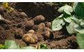 Защита картофеля в Брянской области - Image preview 5
