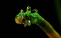 Гусеница моли  - Image preview 1