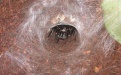 Сиднейский лейкопаутинный паук - Image preview 3