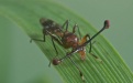 Стебельчатоглазая муха - Image preview 1