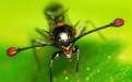 Стебельчатоглазая муха - Image preview 2
