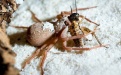 Шестиглазый песочный паук - Image preview 2