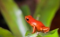 Оранжевая жаба - Image preview 1