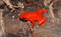 Оранжевая жаба - Image preview 2