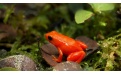 Оранжевая жаба - Image preview 3