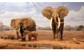 Африканские слоны - Image preview 1