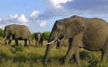 Африканские слоны - Image preview 3