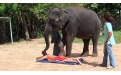 Африканские слоны - Image preview 5