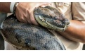 Анаконда — самая большая змея - Image preview 1