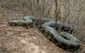 Анаконда — самая большая змея - Image preview 3