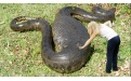Анаконда — самая большая змея - Image preview 5
