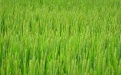 Ученые научились управлять цветением риса - Image preview 2