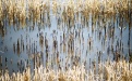 Ученые научились управлять цветением риса - Image preview 3