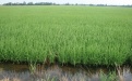 Почему рис выращивают на затапливаемых полях - Image preview 2