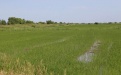 Почему рис выращивают на затапливаемых полях - Image preview 3