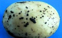 Черная парша картофеля - Image preview 1