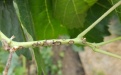 Язвенная пятнистость стеблей малины - Image preview 1