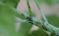 Язвенная пятнистость стеблей малины - Image preview 2