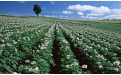 Какими пестицидами защищают картофельные поля - Image preview 1