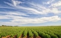 Какими пестицидами защищают картофельные поля - Image preview 2