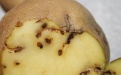 Картофельная моль - Image preview 2