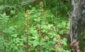 Растение, которое не цветет и живет без фотосинтеза - Image preview 1
