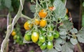 Удобрения с кальцием для томатов  - Image preview 1