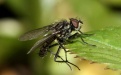 Защита редиса от капустной мухи. - Image preview 2