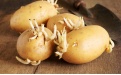 Как хранить картофель, чтобы он не прорастал - Image preview 1