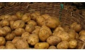 Как хранить картофель, чтобы он не прорастал - Image preview 2