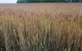 Применение Тайгер 100, КЭ на яровой пшенице - Image preview 2