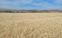 Защита посевов твердой пшеницы в КФХ Агеева Д.В. - Image preview 1