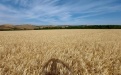 Защита посевов твердой пшеницы в КФХ Агеева Д.В. - Image preview 2