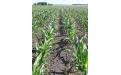  Цицерон на защите кукурузы - Image preview 6