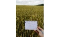 Отзыв по итогам опыта на озимой пшенице - Image preview 3