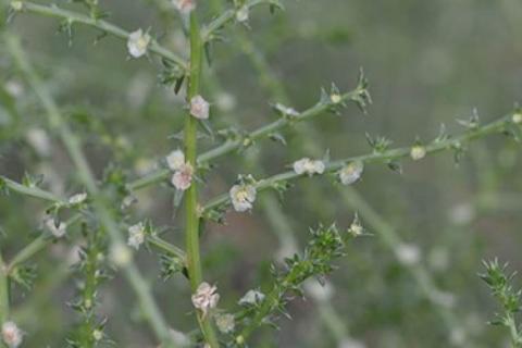 Солянка южная - Salsola australis R.Br.