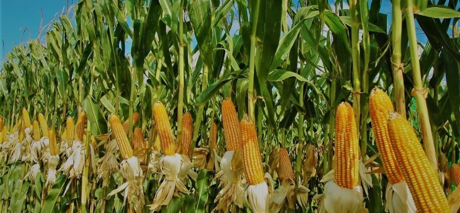 В Пензенской области кукуруза только растет - ООО ТД Кирово-Чепецкая Химическая Компания