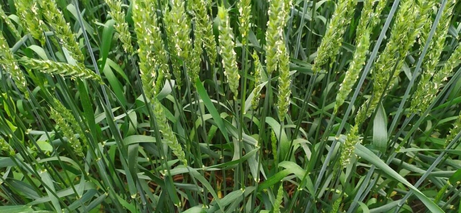 Яровая пшеница - особенности защиты - ООО ТД Кирово-Чепецкая Химическая Компания