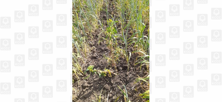 Контроль двудольной растительности в посевах пшеницы яровой - ООО ТД Кирово-Чепецкая Химическая Компания