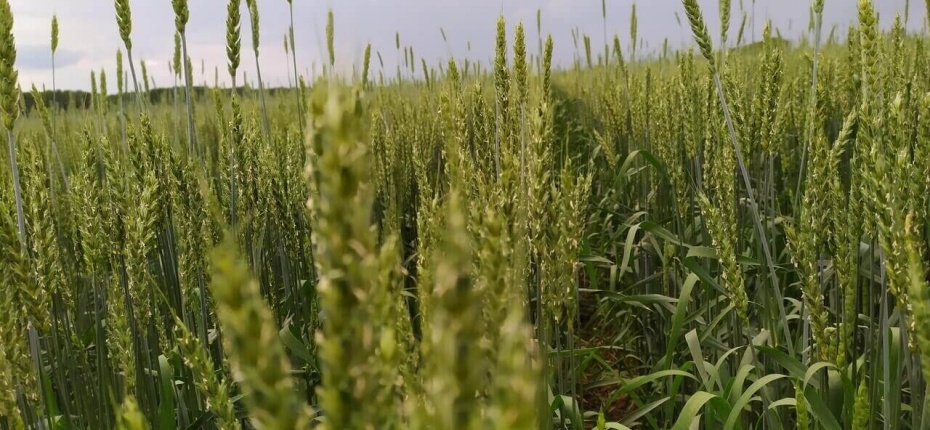Пыльная головня пшеницы Ustilago tritici - ООО ТД Кирово-Чепецкая Химическая Компания